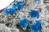 Vibrant Blue Cavansite Clusters on Stilbite - India #306056-1